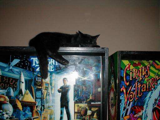 cat on twilight zone pinball machine