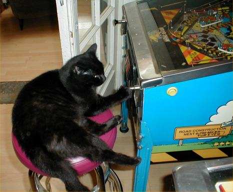 cat playing pinball