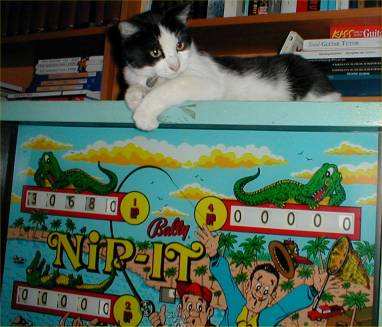 cat on pinball machine