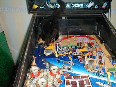 cat in pinball machine