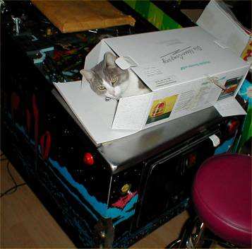 cat in box on pinball machine
