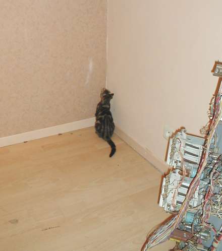 small kitten in corner