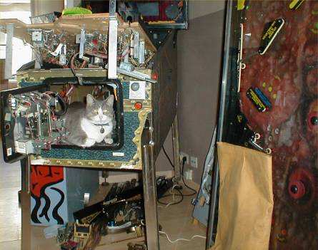 cat in pinball machine
